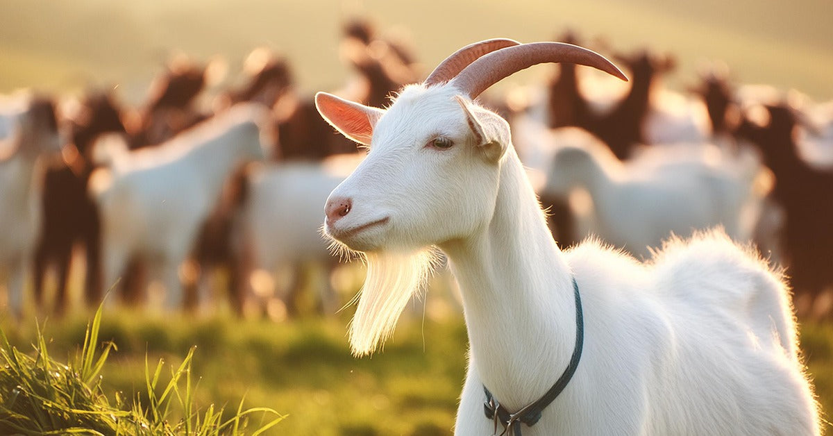 Goat Whey Protein vs. Plant-Based Proteins: Which is Better? – Goatswhey